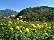 03 Botton d'oro (Trollius euopaeus)
